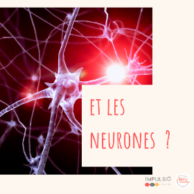 et les neurones ?