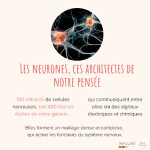 et les neurones ?