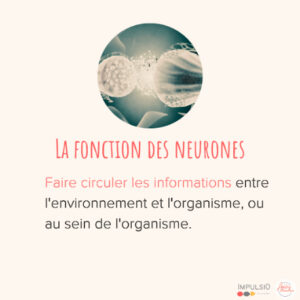 et les neurones ?