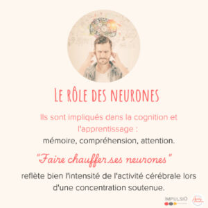 et les neurones ?
